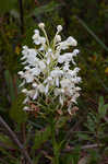 White fringed orchid